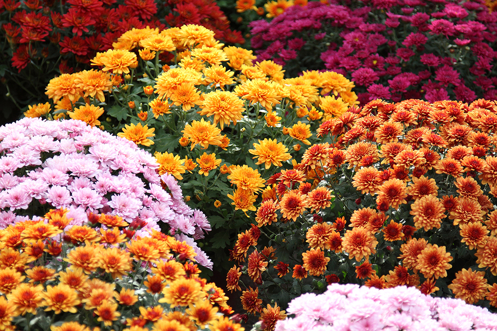 variedad_flores.jpg