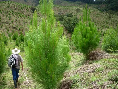 certificado_incentivo_forestal.jpg