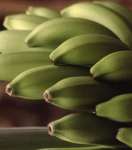 platano_1.jpg