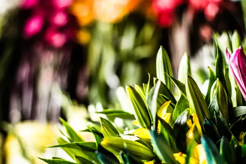 flores_astromelias_0.jpg