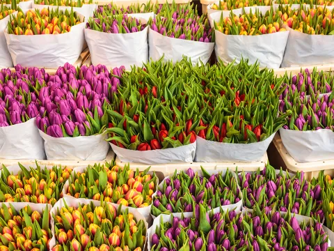 flores_multicolor.jpg