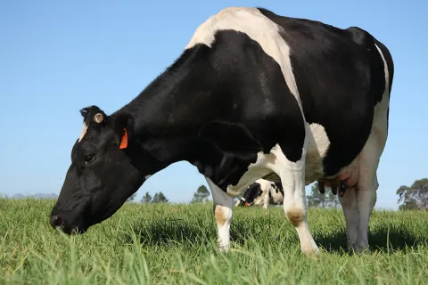 ganado_holstein_0.jpg