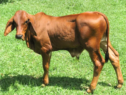 ganado_ternero.jpg