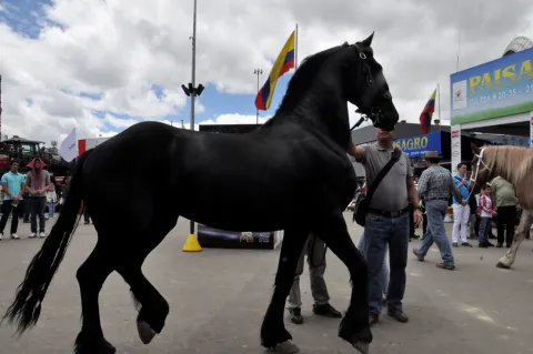 equino.jpg