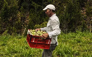 campesino_arando_2_0.jpg