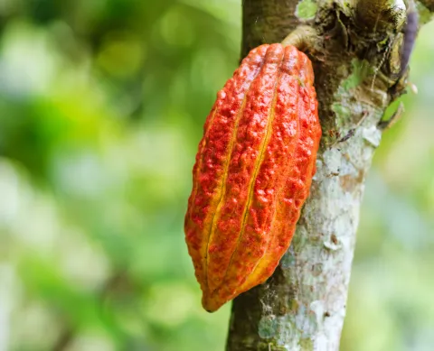 cacao_0.jpg