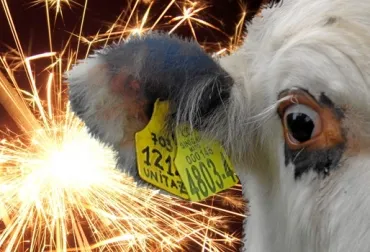 polvora_animales.jpg