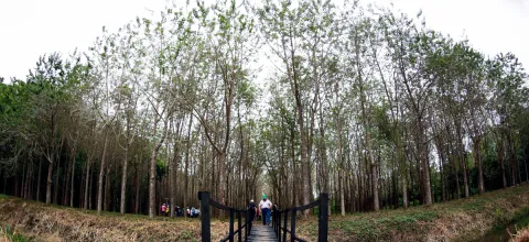 foto-portada-forestales.jpg