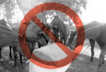 no_silo_caballos.jpg