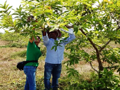 guayaba.jpg