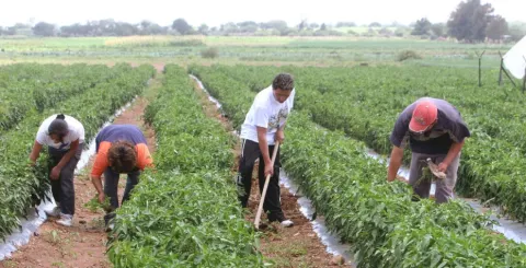 2017053011092917102-sector-primario-crecimiento.jpg