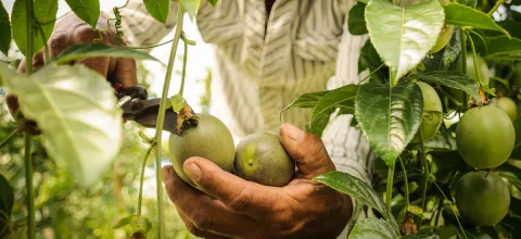 web-proyecto-hortofruticola-minagricultura.jpg