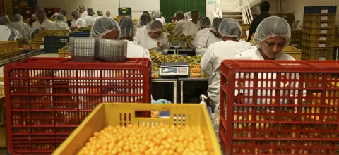 exportaciones_frutas.jpg