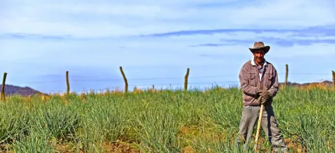 campesino1_1200px-x-550px.jpg