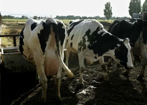 vacas_ganado_animales_-_afp_1.jpg