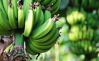 platano.jpg