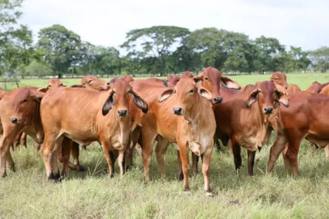 vacas_ica.jpg