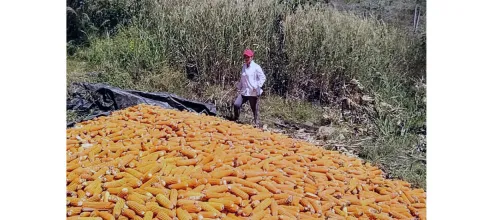 Ma�z y frijol, la nueva apuesta de peque�os productores de tabaco de Santander y Boyac�
