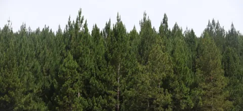 Minagricultura asignar� $20.000 millones para incentivar reforestaci�n comercial y proteger bosques naturales