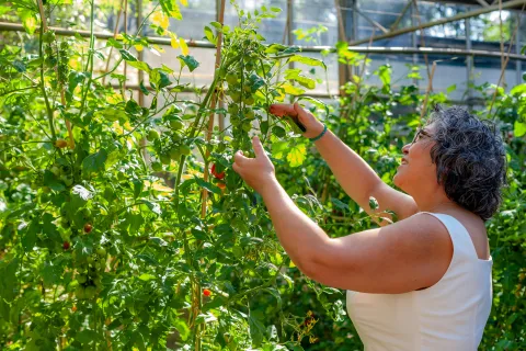 Disponibles m�s de $66.000 millones para que campesinos y campesinas aseguren sus cultivos ante los riesgos asociados al fen�meno de La Ni�a
