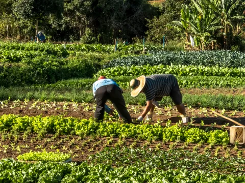 En los �ltimos dos a�os, m�s de 255.000 peque�os productores accedieron por primera vez a un cr�dito agropecuario de Finagro