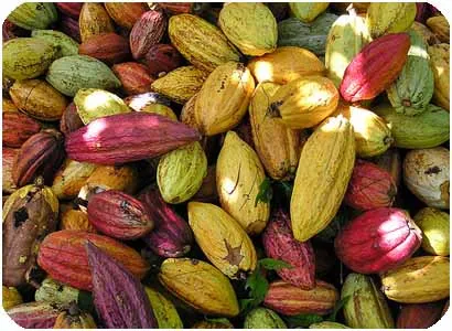 finagro_5_subsidiara_y_financiara_programa_de_renovacion_de_cultivos_de_cacao.jpeg