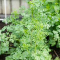 Cilantro Patimorado