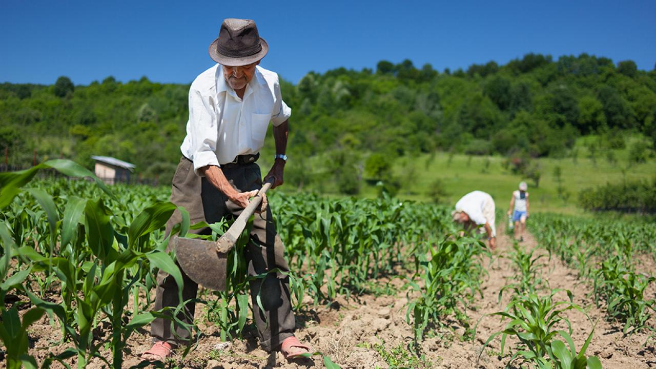 campesino_arando_0.jpg