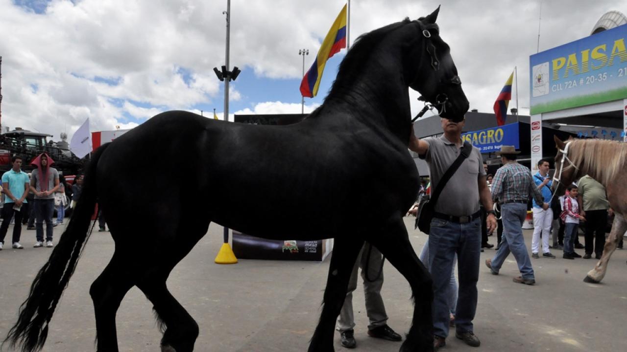 equino.jpg