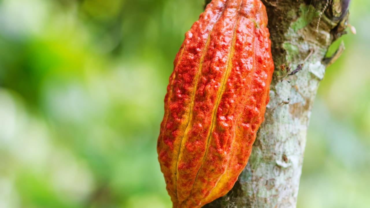 cacao_0.jpg