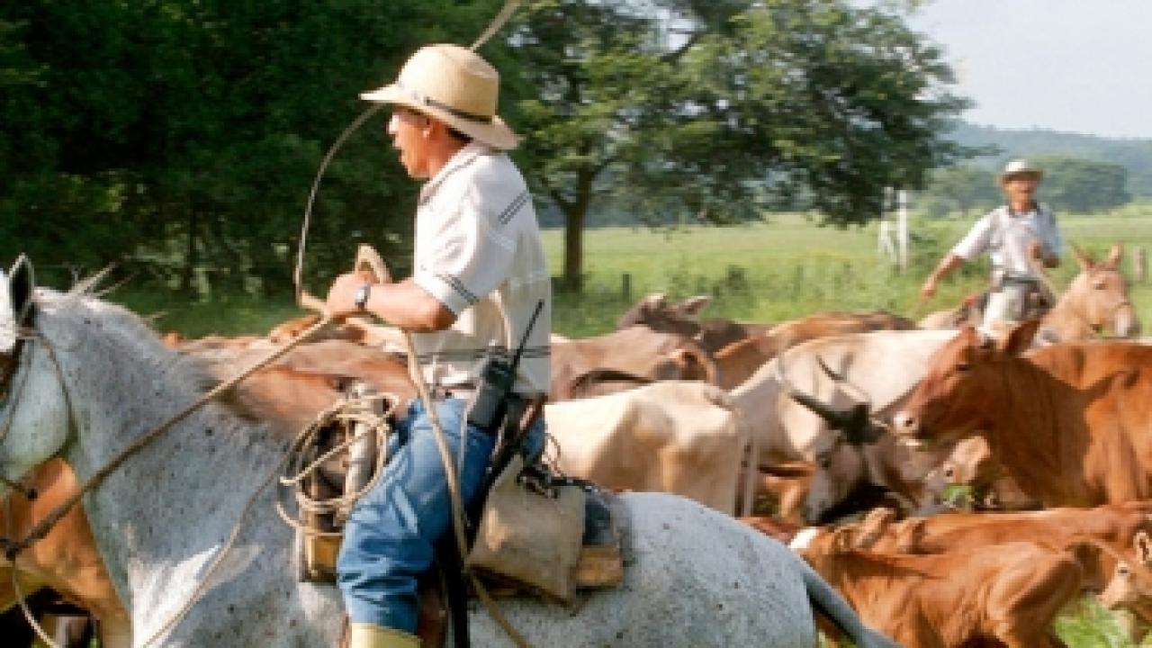 manejo_ganado.jpg