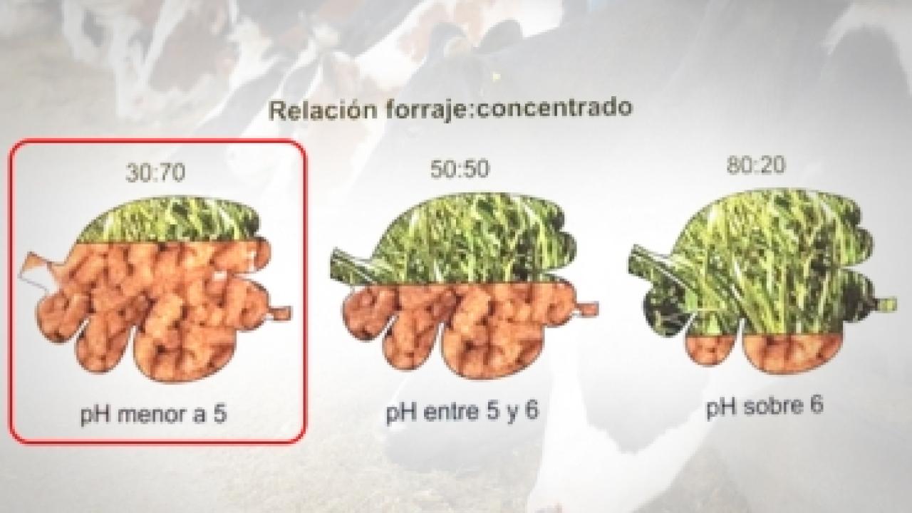 proporcion_forraje_concentrado.jpg
