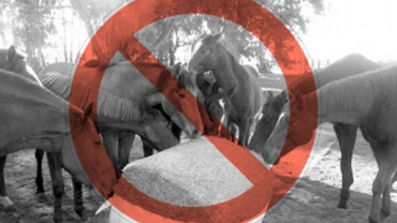 no_silo_caballos.jpg