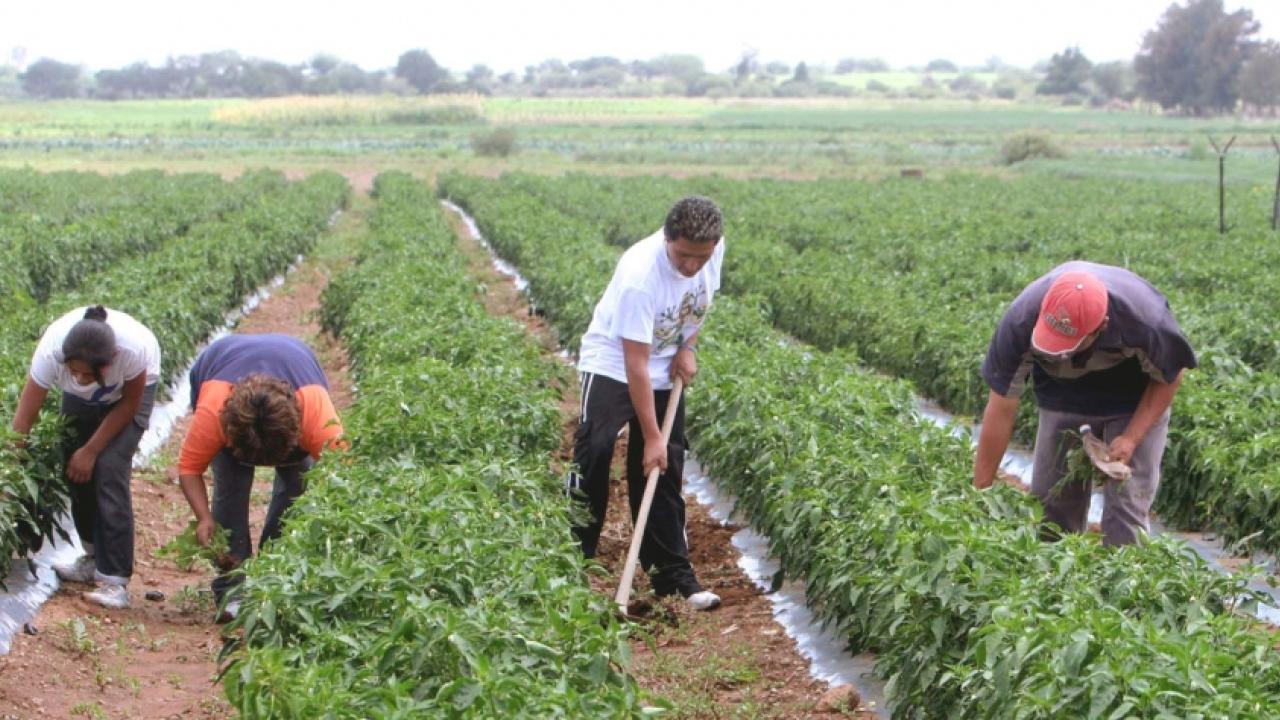 2017053011092917102-sector-primario-crecimiento.jpg