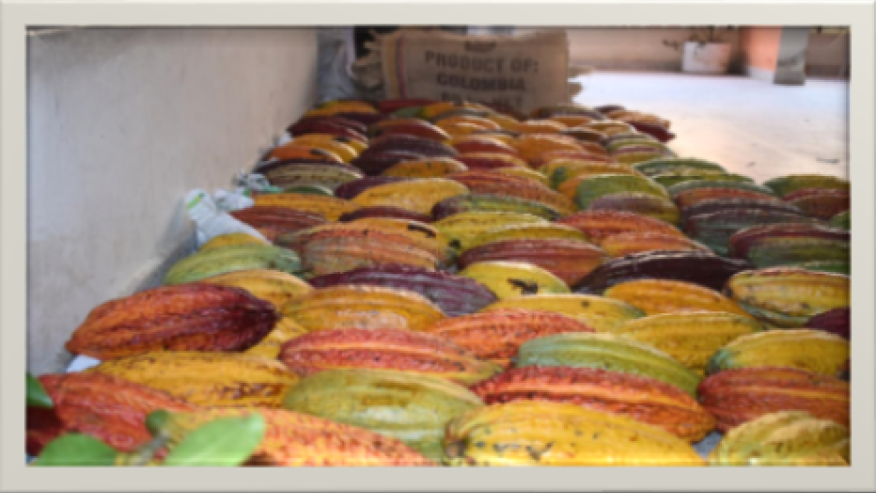cacao.png