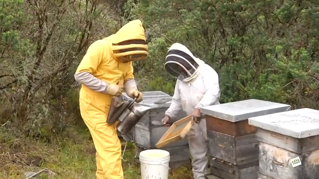 apicultura_web_ok.png