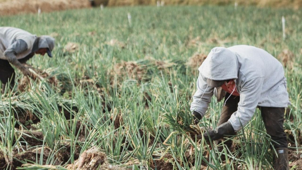 MinAgricultura ampl�a periodo de inscripciones para acceder a reintegro del 20% en compras de insumos agropecuarios
