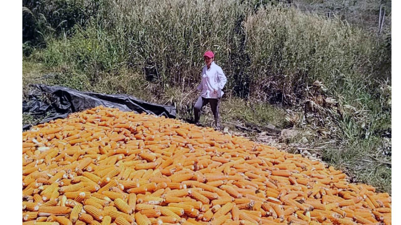 Ma�z y frijol, la nueva apuesta de peque�os productores de tabaco de Santander y Boyac�