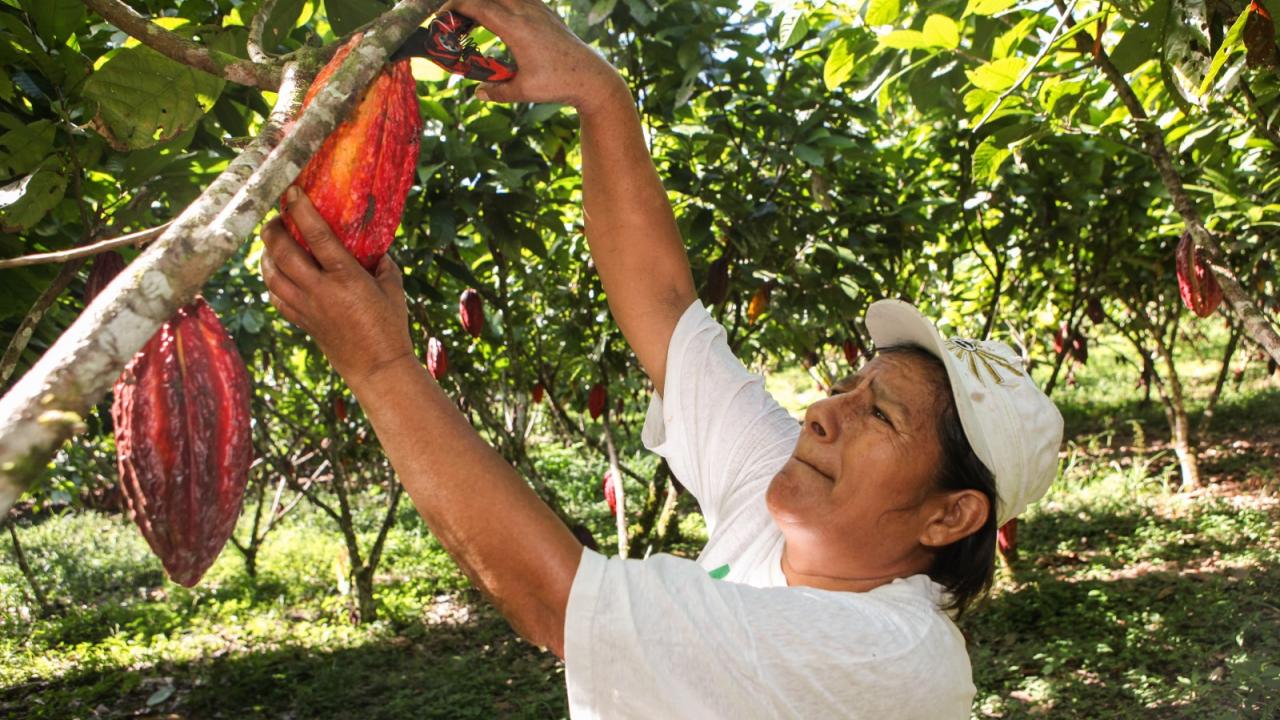 FINAGRO ha desembolsado m�s de $7,8 billones para financiar la producci�n de alimentos en Colombia