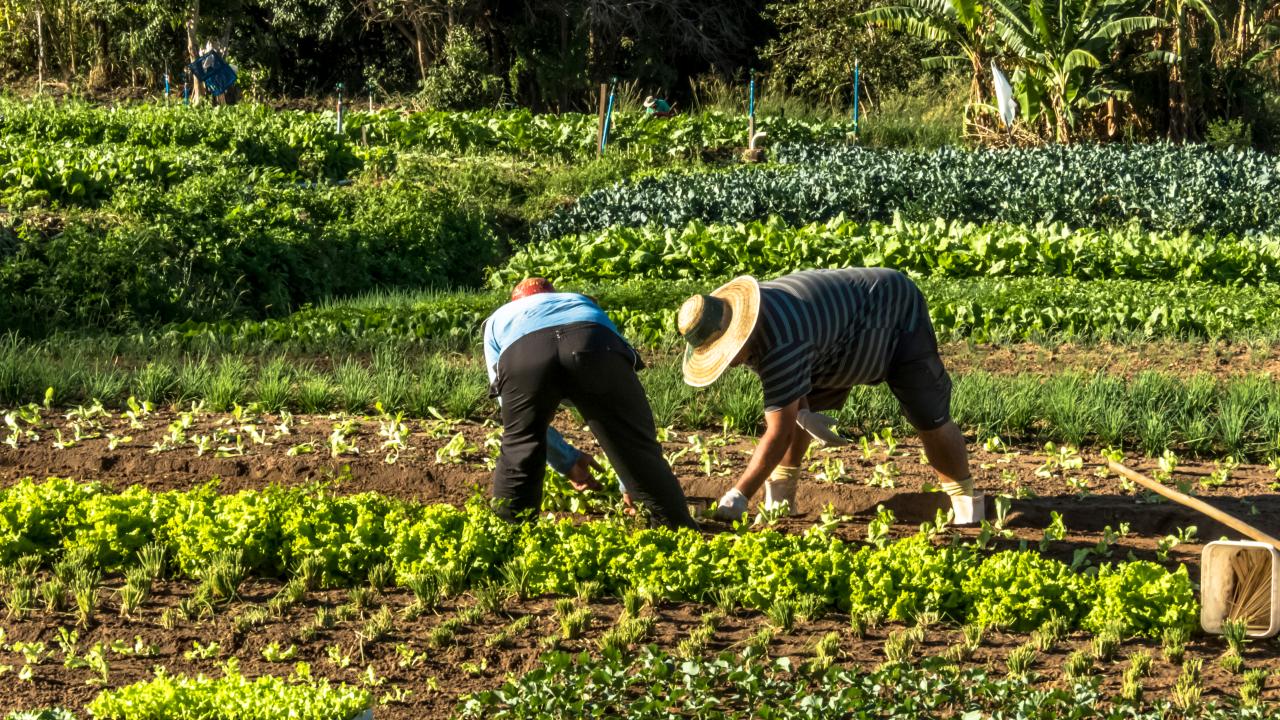 En los �ltimos dos a�os, m�s de 255.000 peque�os productores accedieron por primera vez a un cr�dito agropecuario de Finagro