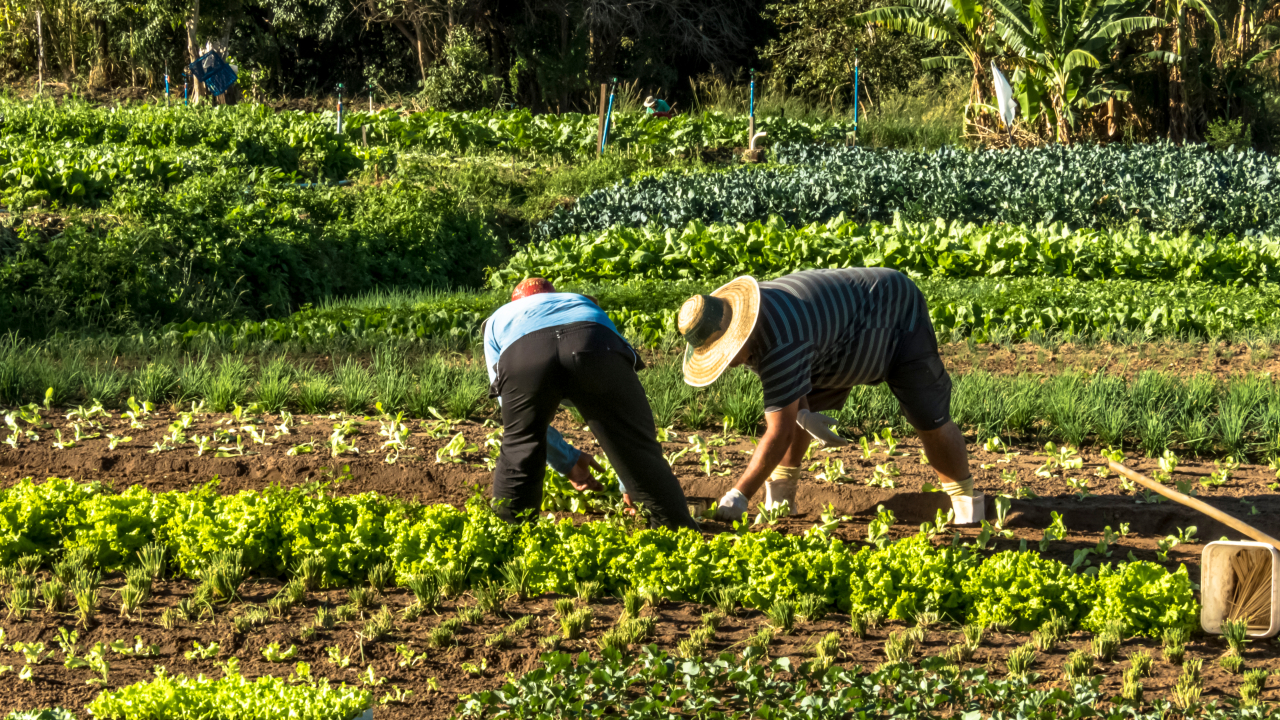 En los últimos dos años, más de 255.000 pequeños productores accedieron por primera vez a un crédito agropecuario de Finagro