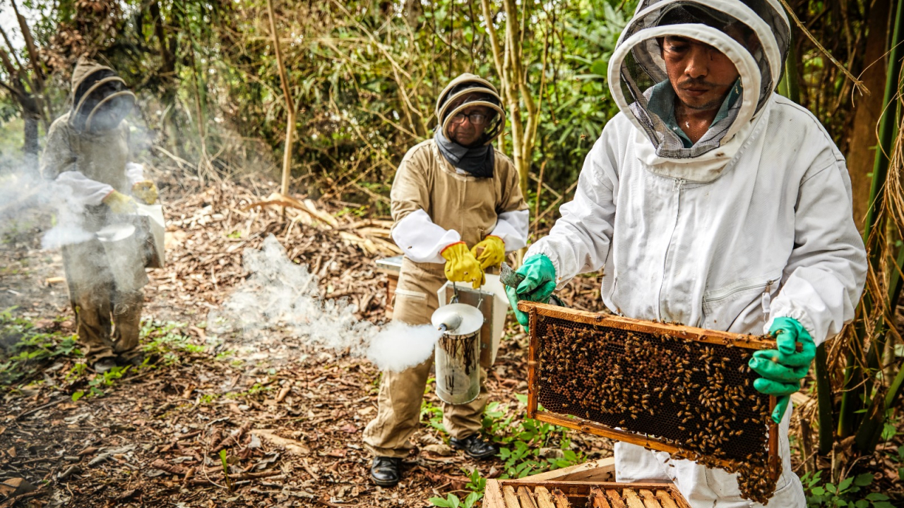 El sector Agricultura avanza con las ayudas a la población del Catatumbo