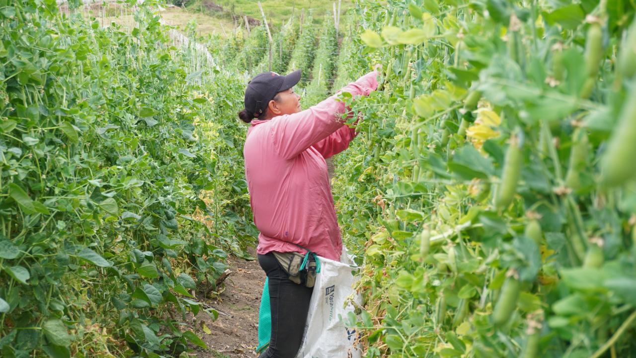 MinAgricultura lanza salvavidas a productores afectados por fen�menos clim�ticos o ca�das en sus ingresos para acceder a subsidios a la tasa de inter�s y reactivar proyectos