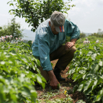 Con subsidios a la tasa de interés y periodos de gracia, Finagro y el Banco Agrario buscan acelerar la compra de tierras