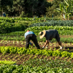 En los últimos dos años, más de 255.000 pequeños productores accedieron por primera vez a un crédito agropecuario de Finagro